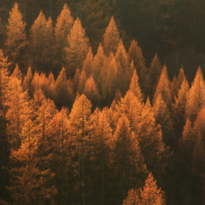 Autumn '25